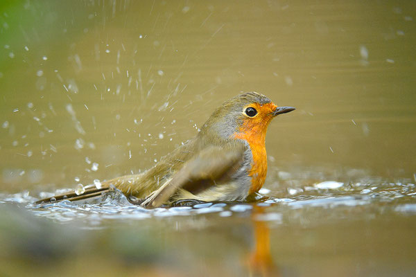 Rotkehlchen beim Baden