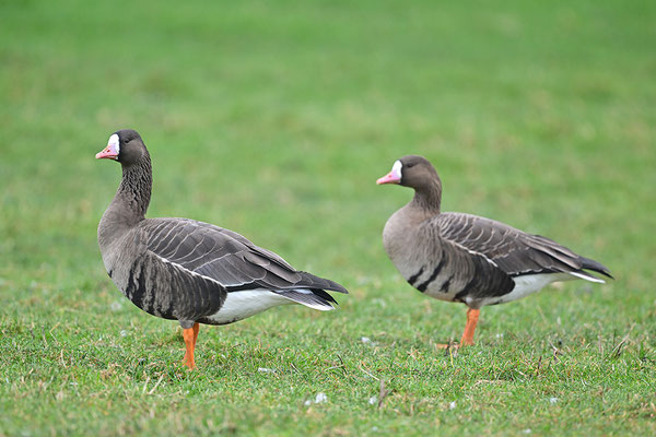 Blässgans