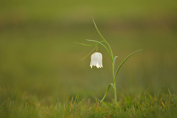 Schachbrettblume