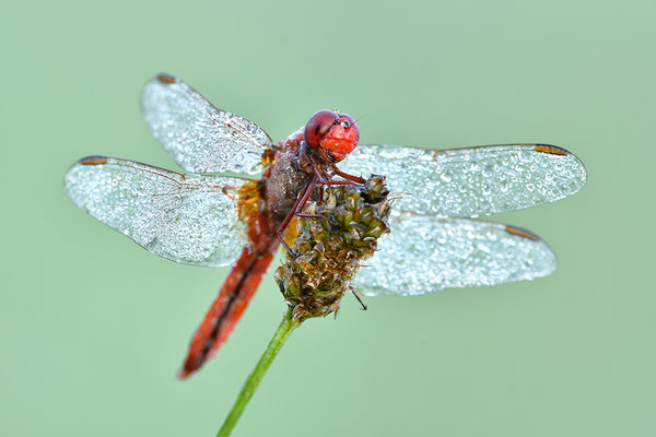 Feuerlibelle Männchen