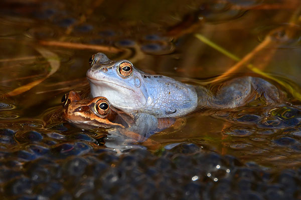 Moorfrosch