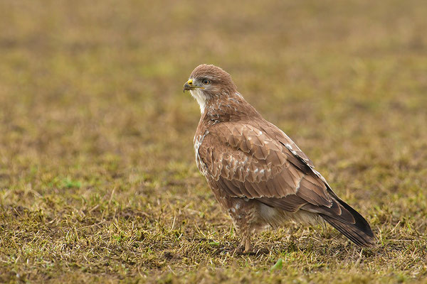 Mäusebussard