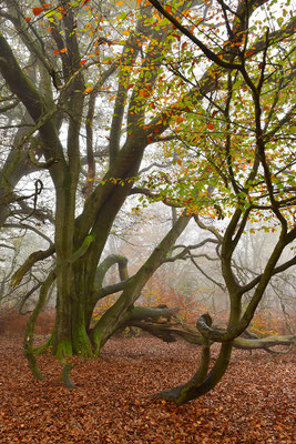 Urwald Sababurg