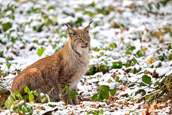 Luchs im Schnee