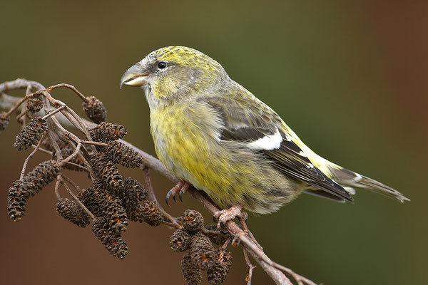 Bindenkreuzschnabel Weibchen