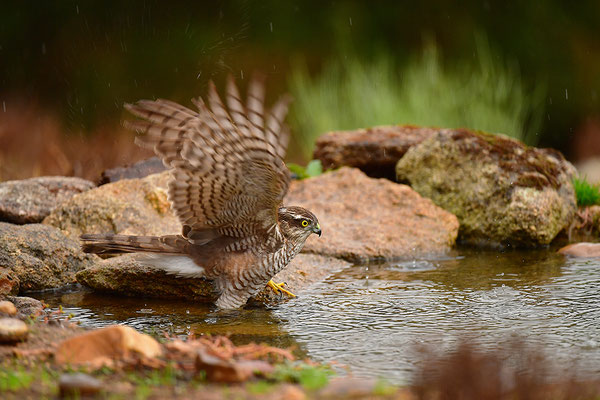Sperber beim Baden
