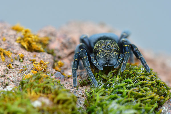 Rote Röhrenspinne, Weibchen