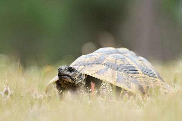 Griechische Landschildkröte