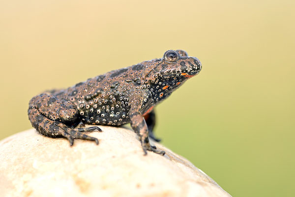 Rotbauchunke