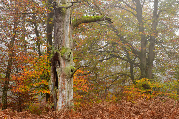 Urwald Sababurg
