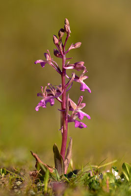 Sitia Knabenkraut