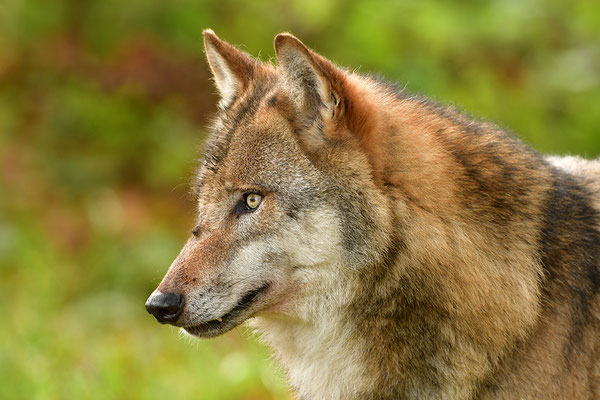Wolf Kopfportrait