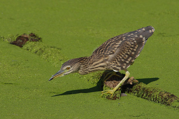 Nachtreiher Jungvogel