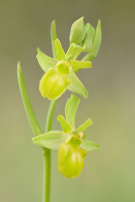 Gelbe Spinnenragwurz flavescens