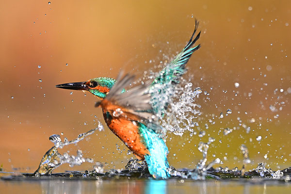 Eisvogel