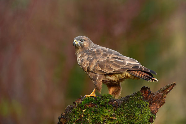 Mäusebussard