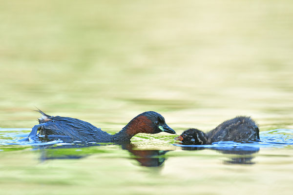 Zwergtaucher mit Jungem