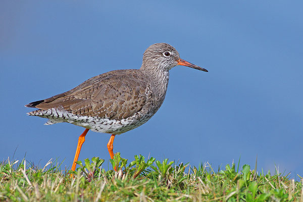 Rotschenkel