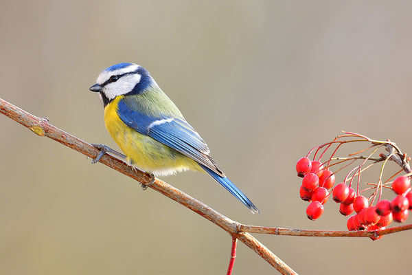 Blaumeise