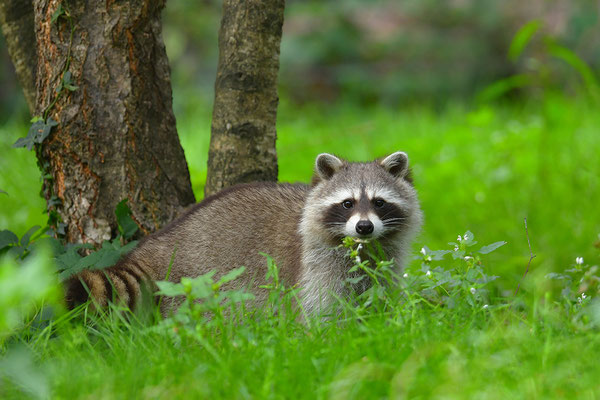 Waschbär