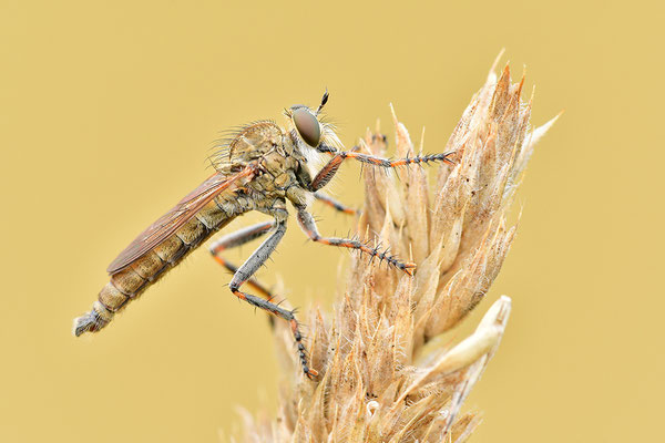 Raubfliege