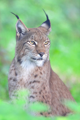 Luchs, Wildpark Anholter Schweiz