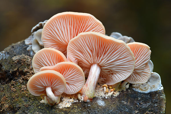 Orangeroter Adernseitling