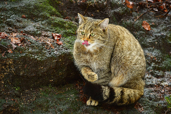 Wildkatze putzend, Nationalpark Bayrischer Wald Tierfreigelände Neuschönau