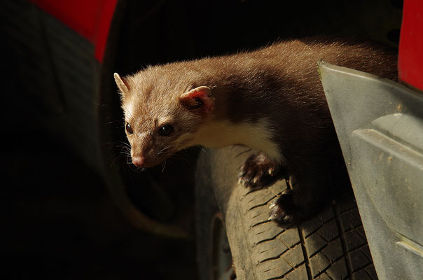 Steinmarder im Otterpark Hankensbüttel