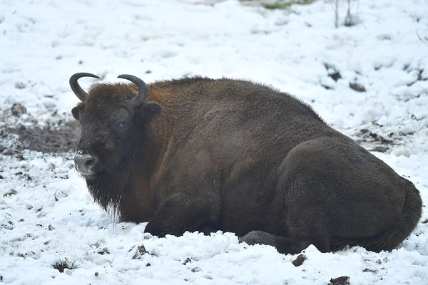 Wisent