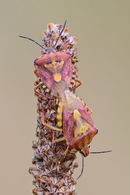 Beerenwanze