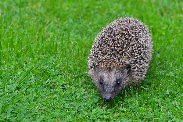 Igel