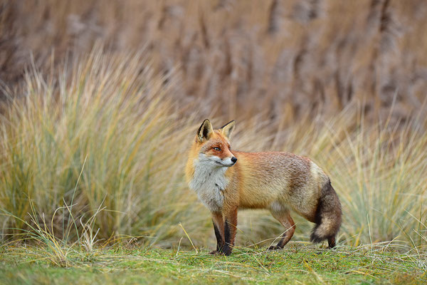Fuchs