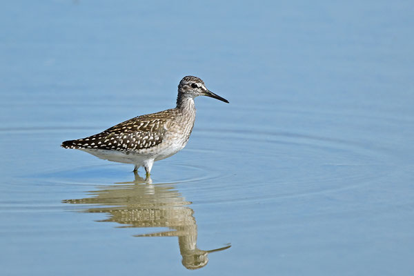 Bruchwasserläufer