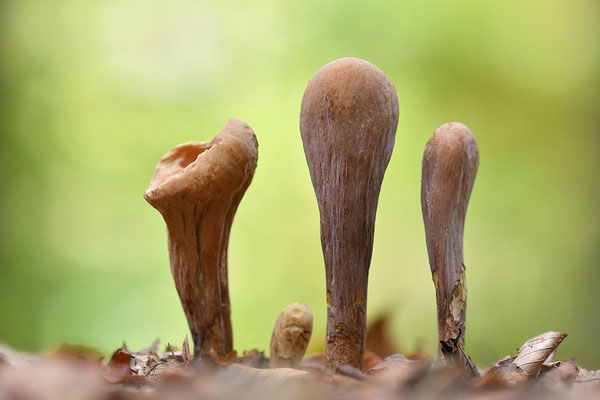 Herkuleskeule