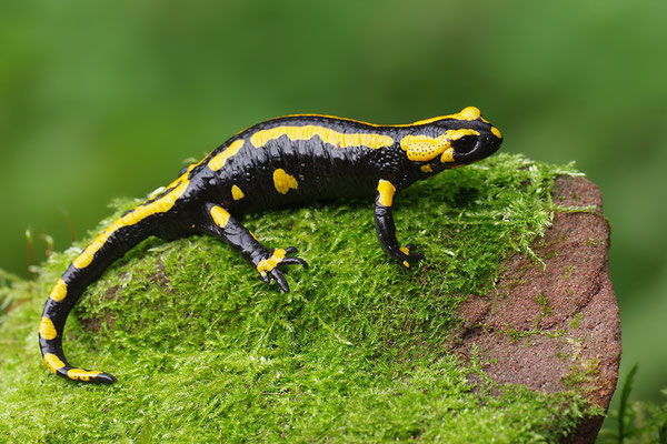 Feuersalamander