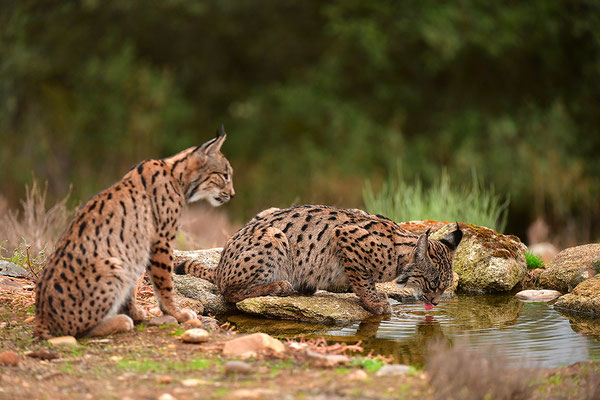 Pardelluchs Jungtiere