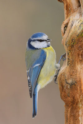 Blaumeise