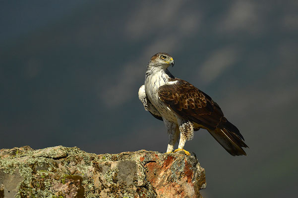 Habichtsadler