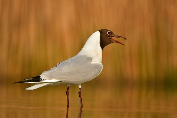 Lachmöwe