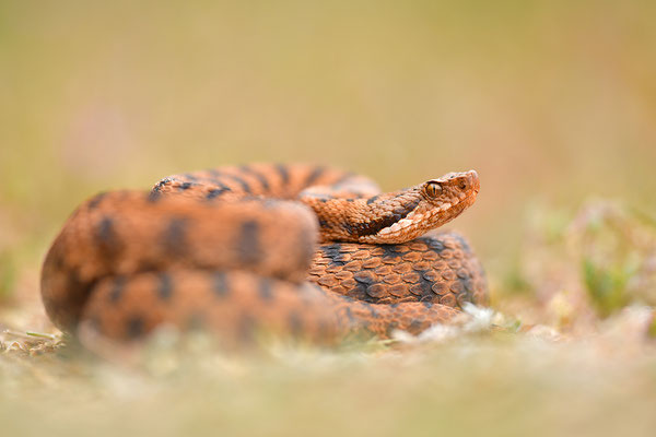 Aspisviper