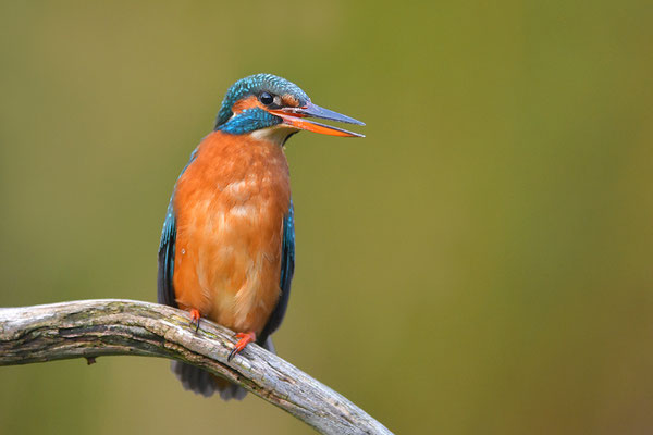 Eisvogel Weibchen