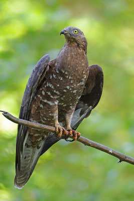 Wespenbussard, Nationalpark Bayrischer Wald Tierfreigelände Neuschönau