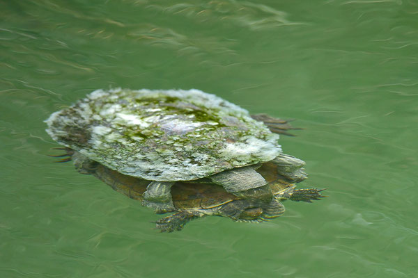 Balkan-Bachschildkröte Paarung