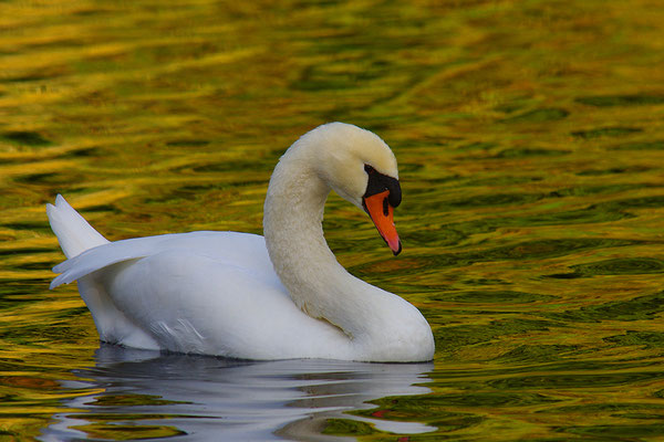 Höckerschwan