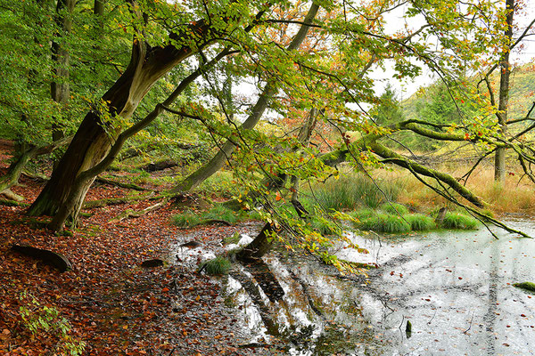 Nationalpark Jasmund