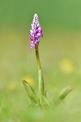 Helmknabenkraut