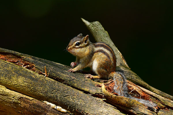 Sibirisches Streifenhörnchen