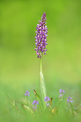 Ohnsporn x Purpurknabenkraut