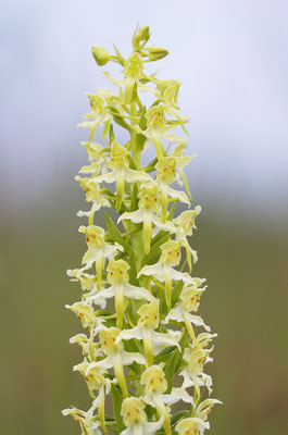 Grüne Waldhyazinthe